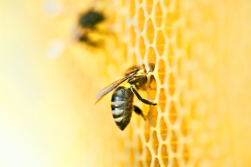 What Is Bee Sting Therapy and Does It Work?