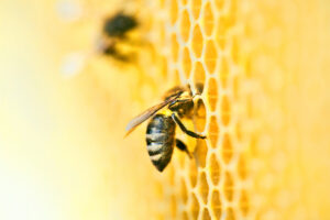macro,photo,of,a,bee,hive,on,a,honeycomb,with