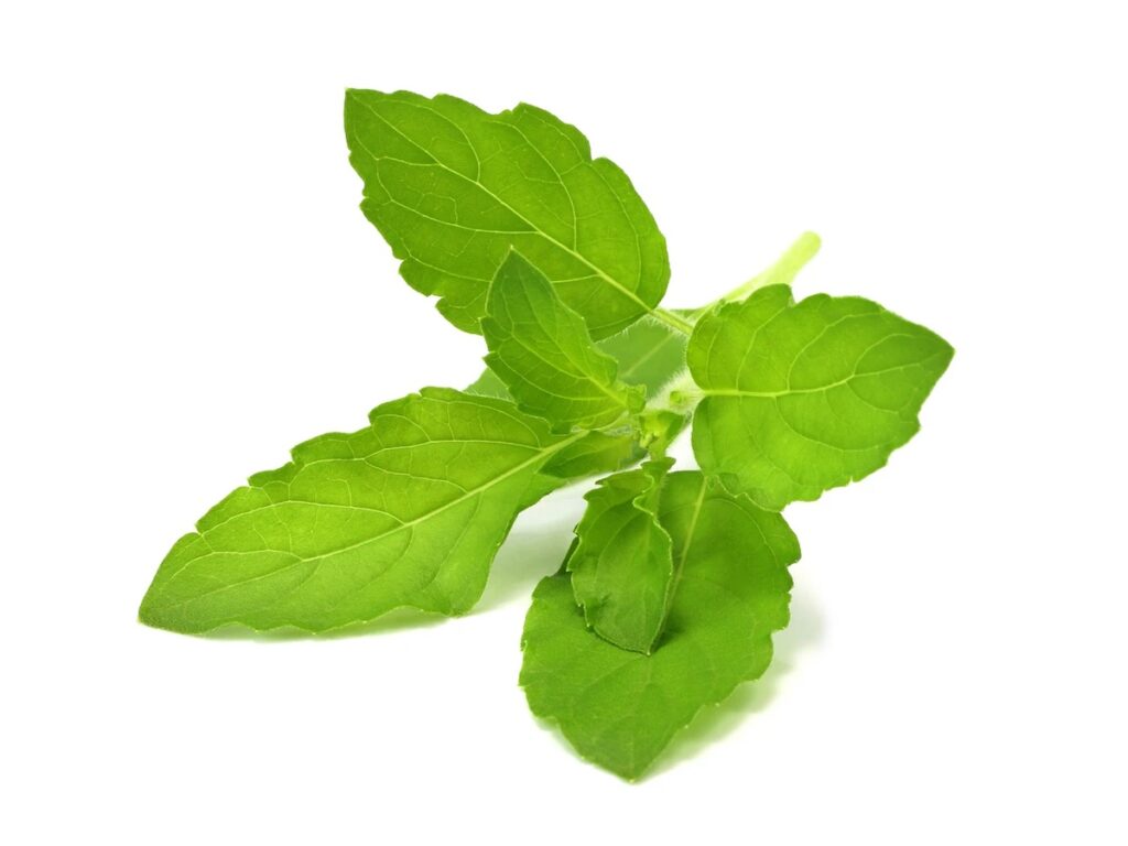 holy basil 1280x960 copy