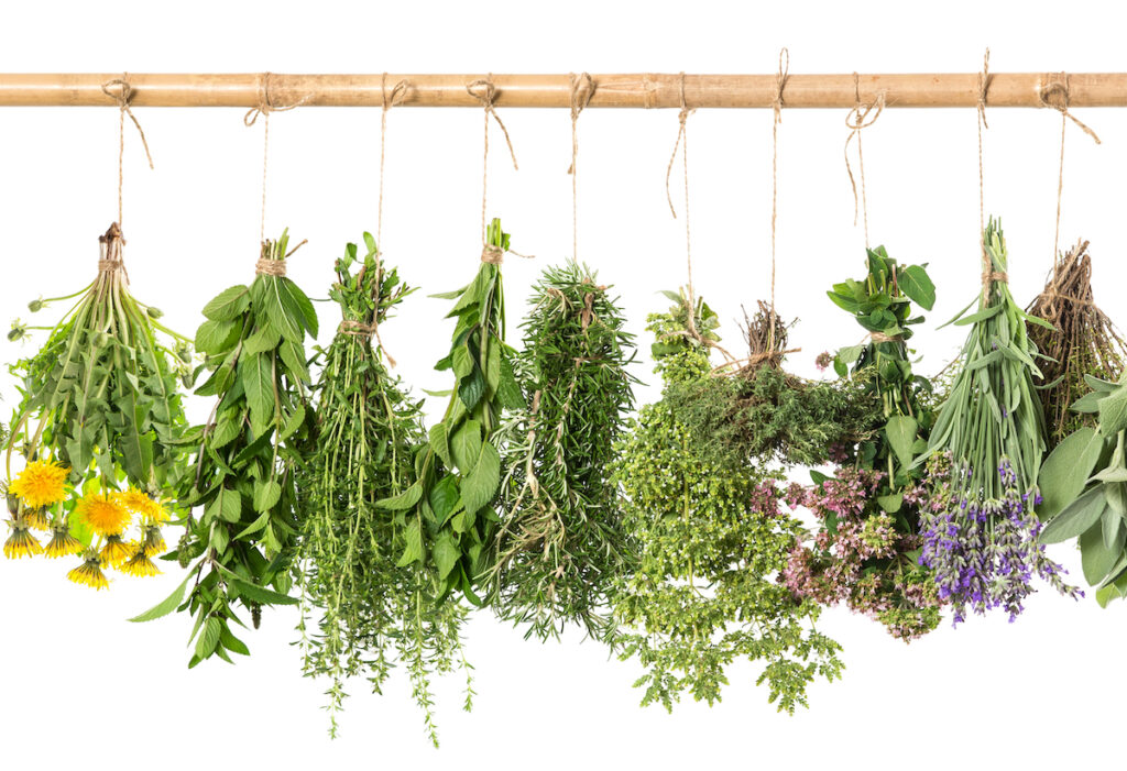 6 Amazing Herbs for Wellness, Healing, and Longevity